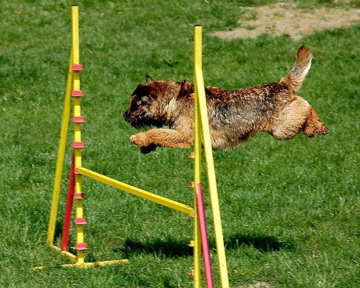 dog agility