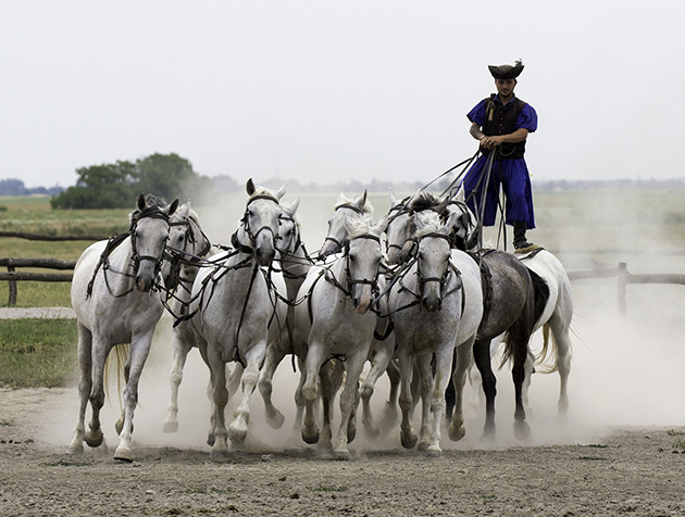 Traditional Horse show in Puszta