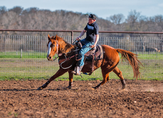 Equestrian reining