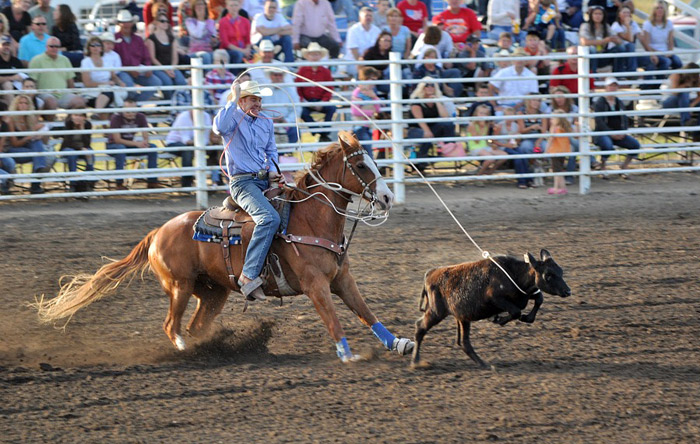 calf roping action